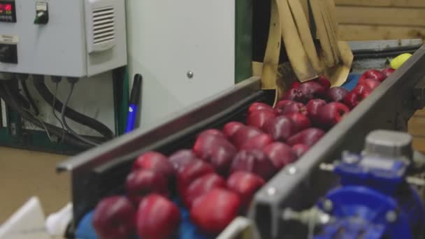 Automatic feeding of apples — Stock video