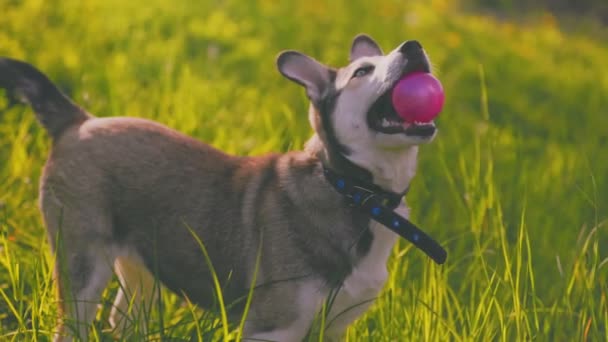 Portrait of dog breed husky in green grass — Vídeo de stock