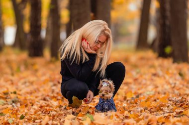 yorkshire terrier köpek ile kız