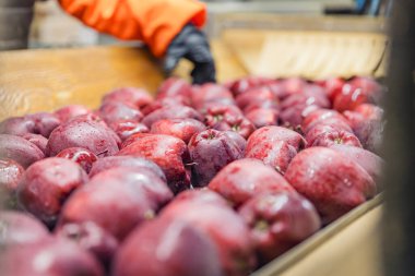 Girişime daha fazla ayırmak için elma taşıyorum.