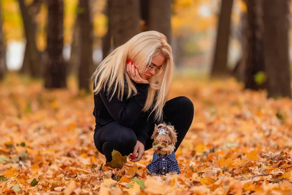 Mädchen mit Yorkshire Terrier Hund — Stockfoto