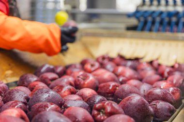 Girişime daha fazla ayırmak için elma taşıyorum.