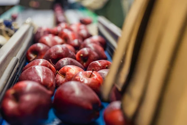 Manzanas en las líneas automáticas de la empresa —  Fotos de Stock