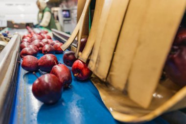 Şirketin otomatik çizgilerinde elmalar