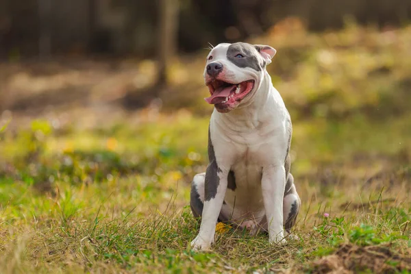 Positive pit bull puppy — Stockfoto