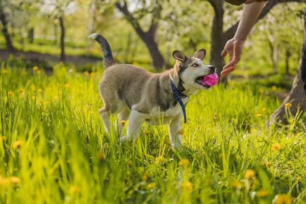 Husky dog playing with a pink ball — Stockfoto