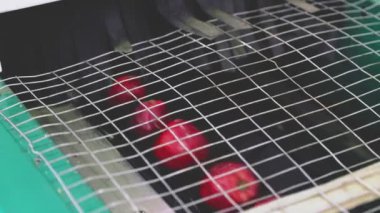 kırmızı elma toplama