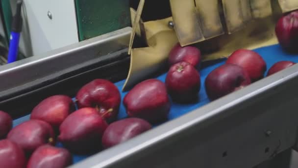 Automatische Fütterung von Äpfeln — Stockvideo