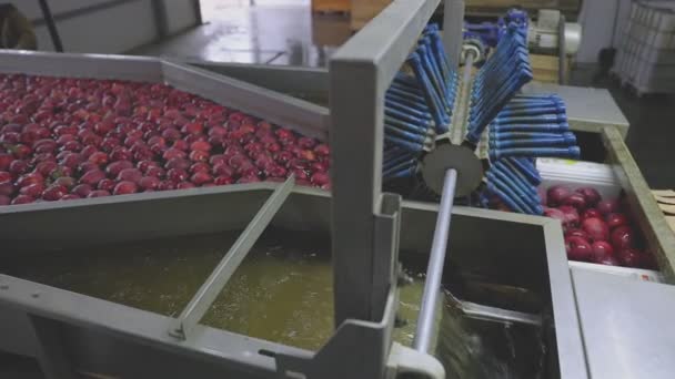 Lavaggio automatico delle mele in produzione — Video Stock