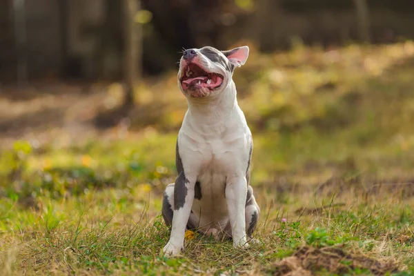 Positive pit bull puppy — ストック写真