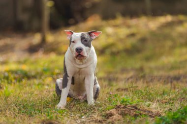 pozitif pitbull köpek yavrusu çimlerde