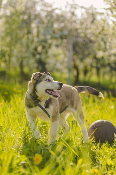 Husky Hond Met Bal Groen Gras — Stockfoto