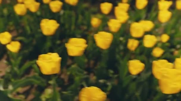 Lot Yellow Tulips Field Close — ストック動画