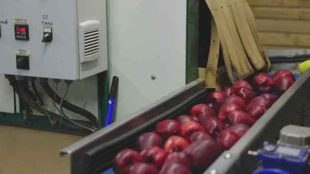 Automatic Feeding Apples Sorting Packaging Lines — Wideo stockowe