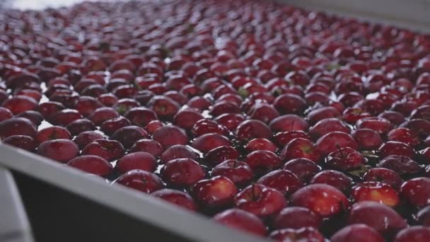 Automatisches Waschen Von Äpfeln Zur Weiteren Sortierung Und Verpackung — Stockvideo