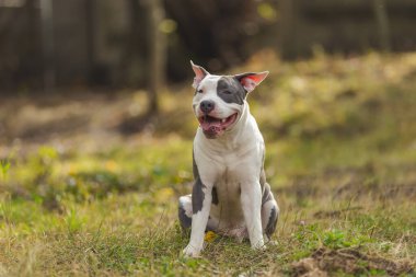 pozitif pitbull köpek yavrusu çimlerde
