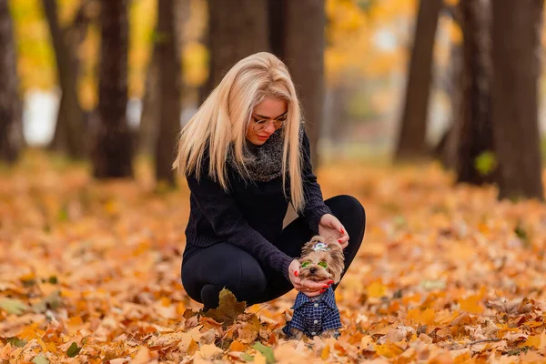 Dziewczyna Yorkshire Terrier Pies Jesiennym Parku — Zdjęcie stockowe