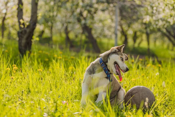 husky dog with ball in green grass