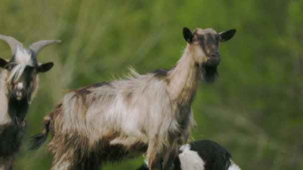 Goats Graze Elevated Lawn — Stock Video