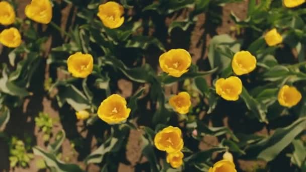 Mnoho Žlutých Tulipánů Hřišti Zavřít — Stock video