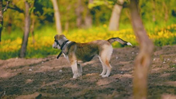 Husky Hond Spelen Tuin — Stockvideo