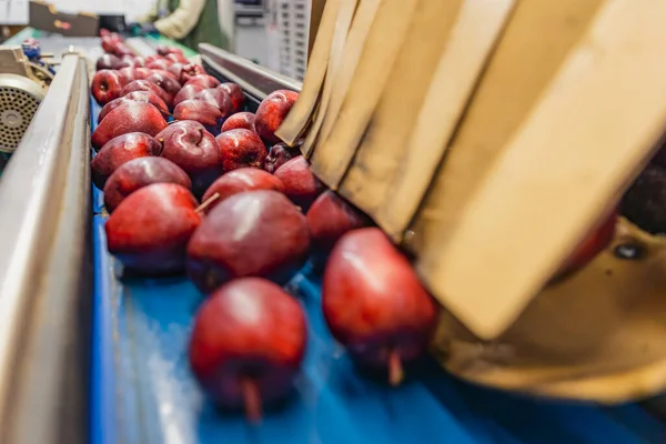 Şirketin Otomatik Çizgilerinde Kırmızı Elmalar — Stok fotoğraf