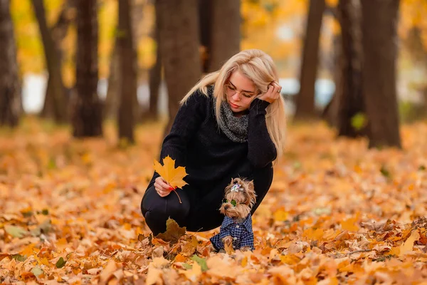 Menina Com Seu Cão Terrier Yorkshire Parque — Fotografia de Stock