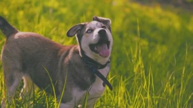 Bahçede oynayan güçlü bir köpek.