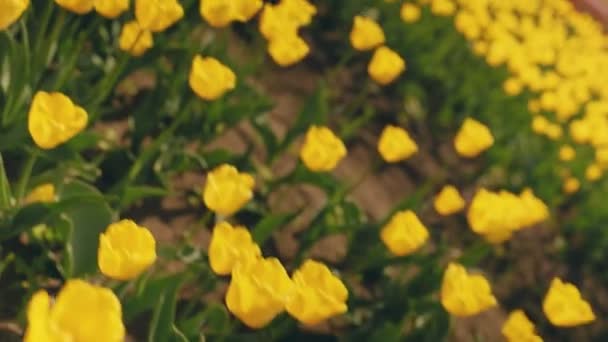 Много Желтых Тюльпанов Поле Крупным Планом — стоковое видео