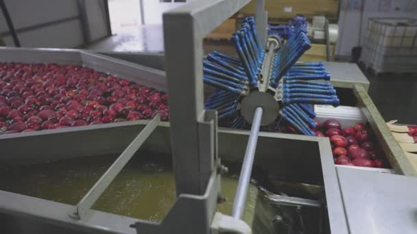 Automatisches Waschen Von Äpfeln Zur Weiteren Sortierung Und Verpackung — Stockvideo