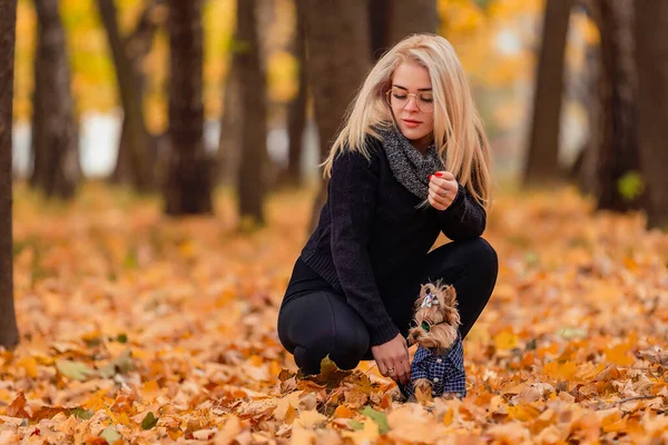 Dziewczyna Jej Yorkshire Terrier Pies Parku — Zdjęcie stockowe