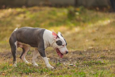 Yavru köpek pitbull teriyeri parkta oturur.