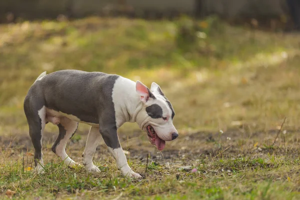 Młody Pies Rasy Pit Bull Terrier Siedzi Placu Zabaw — Zdjęcie stockowe