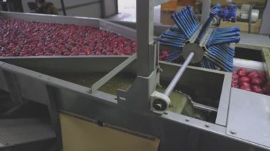 automatic washing of apples for further sorting and packaging