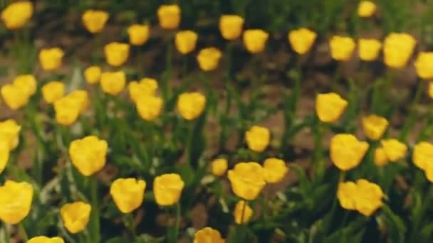Molti Tulipani Gialli Sul Campo Vicino — Video Stock
