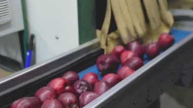 kırmızı elmalar bir çizgi üzerinde elma örnekleriyle, yakın plan.