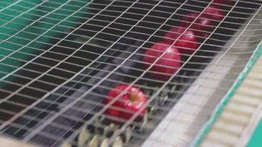 Kırmızı elmaların otomatik olarak reddedilmesi