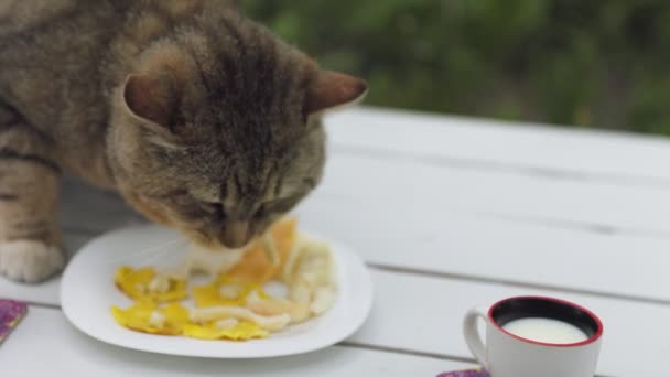 猫坐在大自然的桌子上吃奶酪 — 图库视频影像
