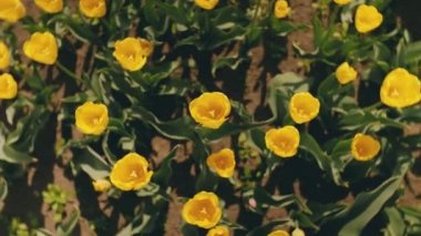 Sahada bir sürü sarı lale var, yaklaşın.