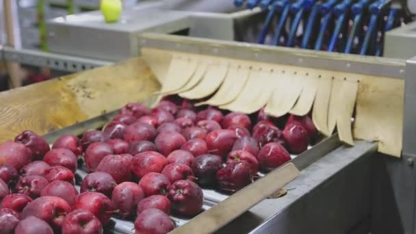 Pommes Rouges Sur Une Ligne Échantillonnant Des Pommes Gros Plan — Video