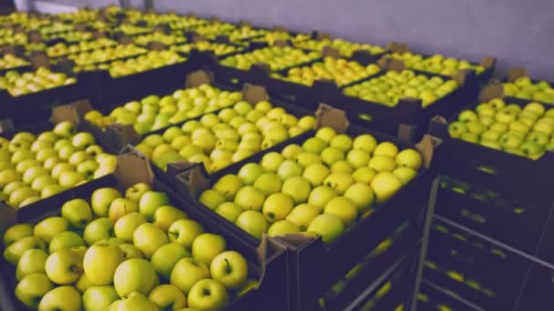 Viele Kisten Mit Gelben Äpfeln Lager — Stockvideo