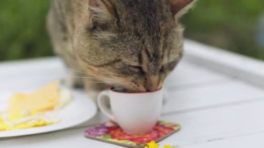 Kedi masanın üzerindeki kupadan süt içer.