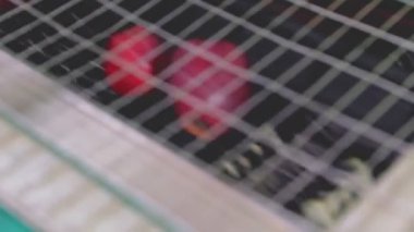 Kırmızı elmaların otomatik olarak reddedilmesi