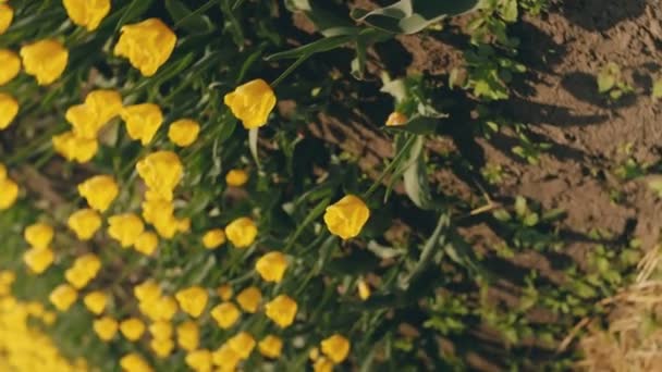 Veel Gele Tulpen Het Veld Close — Stockvideo