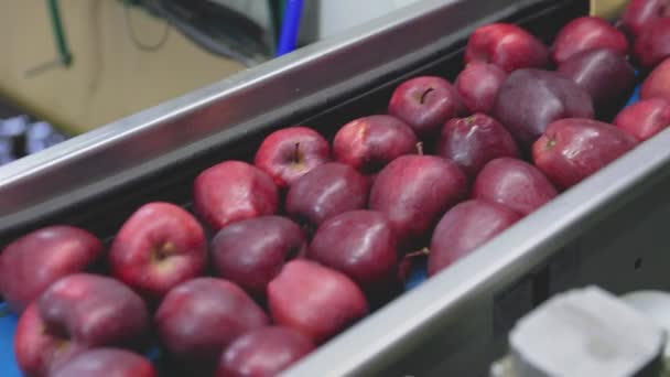 Rote Äpfel Auf Einer Linie Durch Probenahme Von Äpfeln Nahaufnahme — Stockvideo