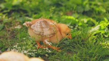 Tavuk yeşil çimlerde yürür