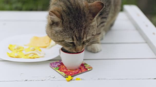 Kat Drinkt Melk Uit Een Mok Tafel — Stockvideo