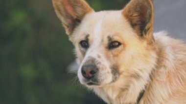 Bir köpeğin yakın plan portresi.