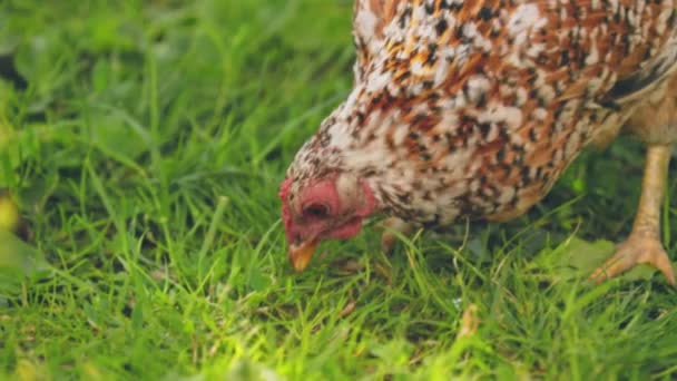 Kurczak Szuka Jedzenia Trawie Zbliżenie — Wideo stockowe