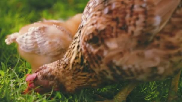 母鸡和小鸡在绿草上散步 — 图库视频影像
